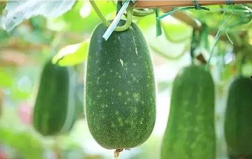 网红的瓜你们吃明白了吗